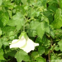 Hibiscus vitifolius L.